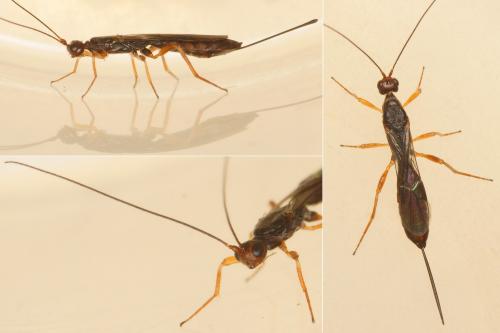 Polystenus rugosus